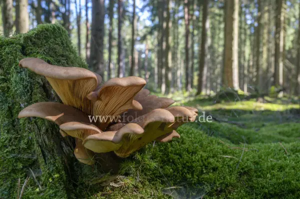 Fokus-Natur Bild