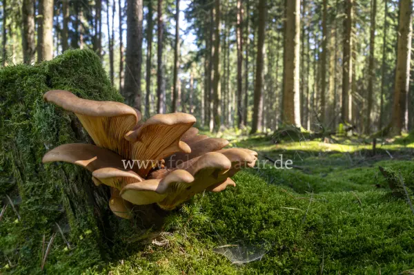 Fokus-Natur Bild