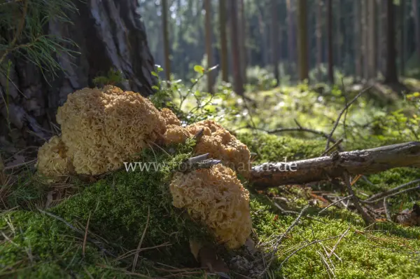 Fokus-Natur Bild