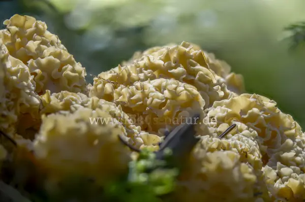 Fokus-Natur Bild