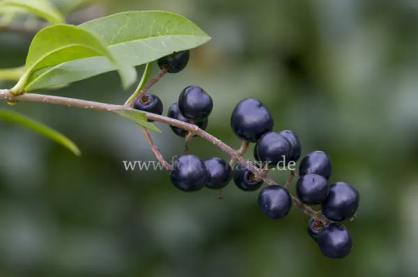 Fokus-Natur Bild