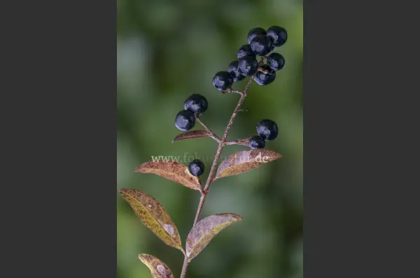 Fokus-Natur Bild