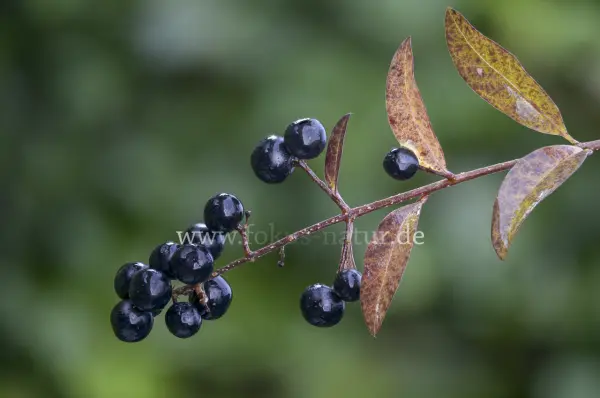 Fokus-Natur Bild