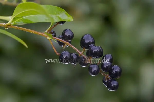 Fokus-Natur Bild