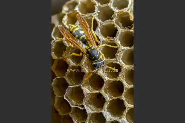 Fokus-Natur Bild