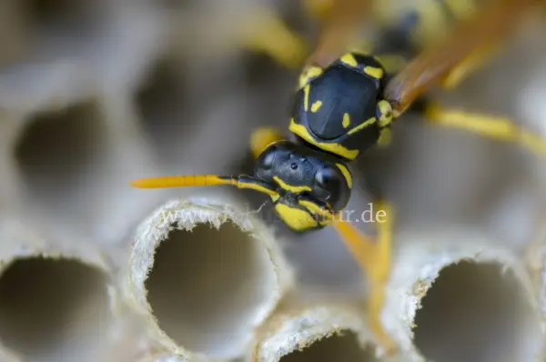Fokus-Natur Bild