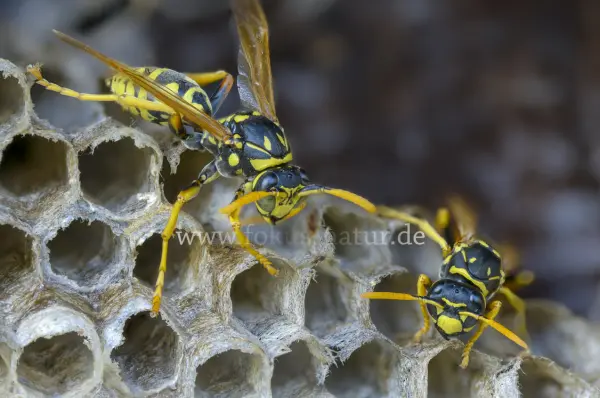 Fokus-Natur Bild