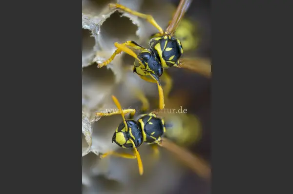 Fokus-Natur Bild