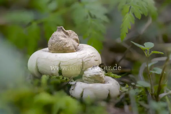 Fokus-Natur Bild