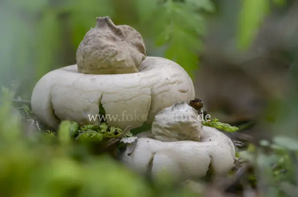 Fokus-Natur Bild