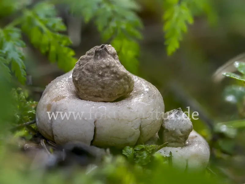 41432s