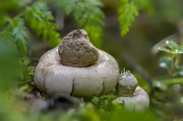 Fokus-Natur Bild