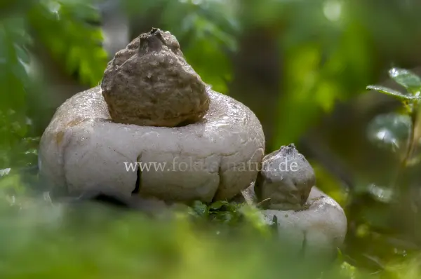 Fokus-Natur Bild