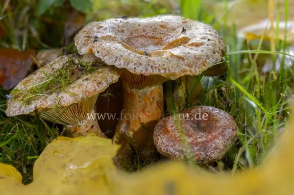 Fokus-Natur Bild