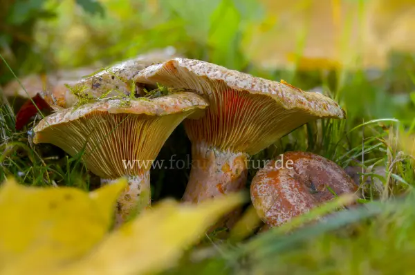 Fokus-Natur Bild