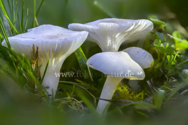 Fokus-Natur Bild