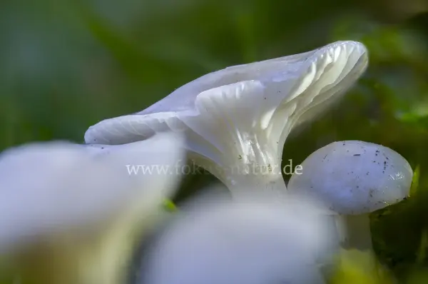 Fokus-Natur Bild