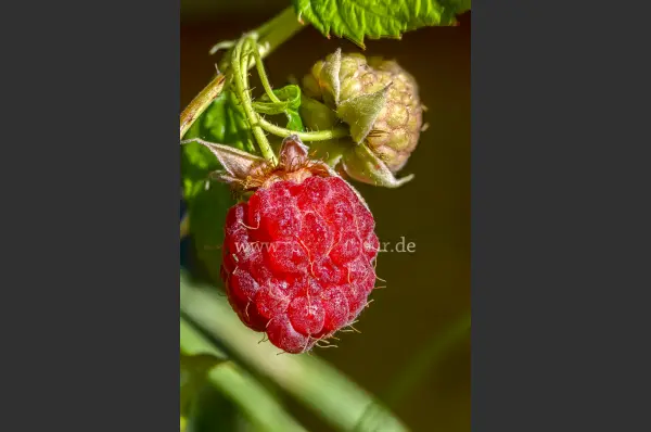 Fokus-Natur Bild