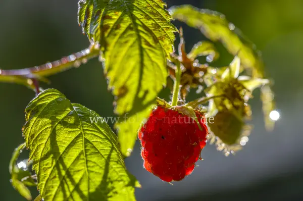 Fokus-Natur Bild