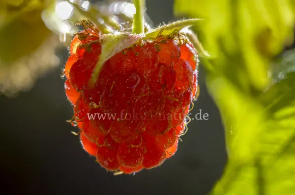 Fokus-Natur Bild