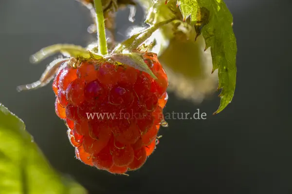 Fokus-Natur Bild