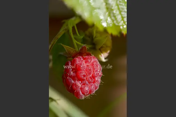Fokus-Natur Bild