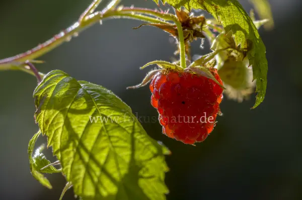 Fokus-Natur Bild