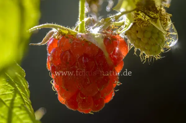 Fokus-Natur Bild