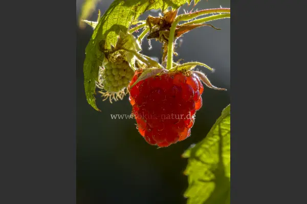 Fokus-Natur Bild