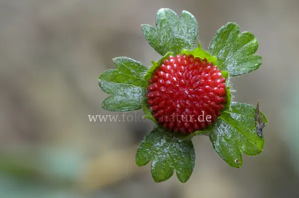 Fokus-Natur Bild