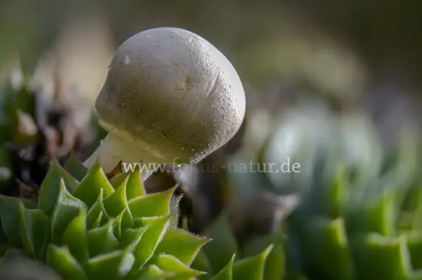 Fokus-Natur Bild