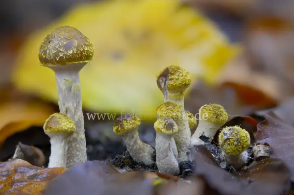 Fokus-Natur Bild