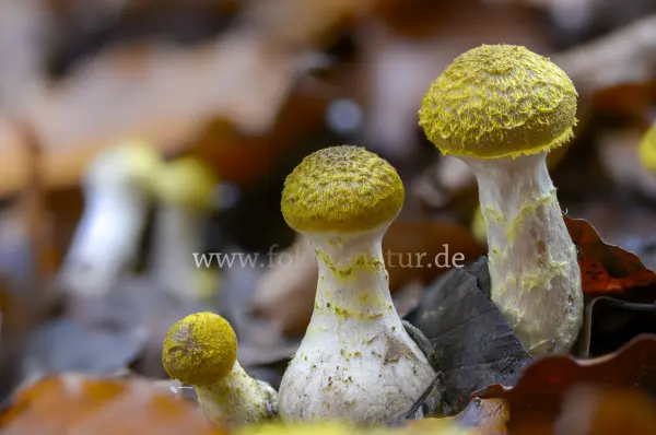 Fokus-Natur Bild