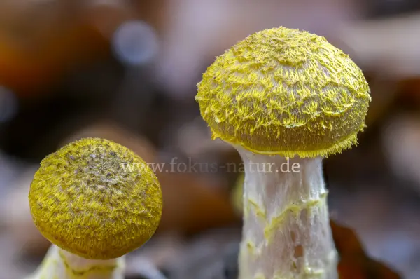 Fokus-Natur Bild