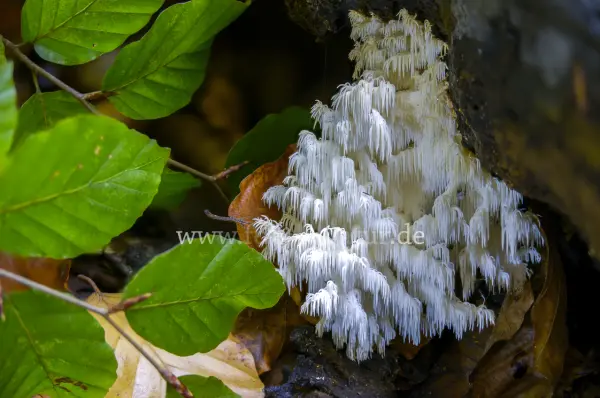 Fokus-Natur Bild
