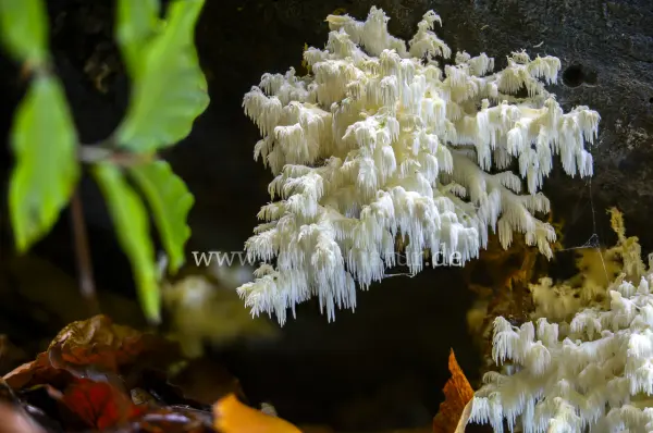Fokus-Natur Bild