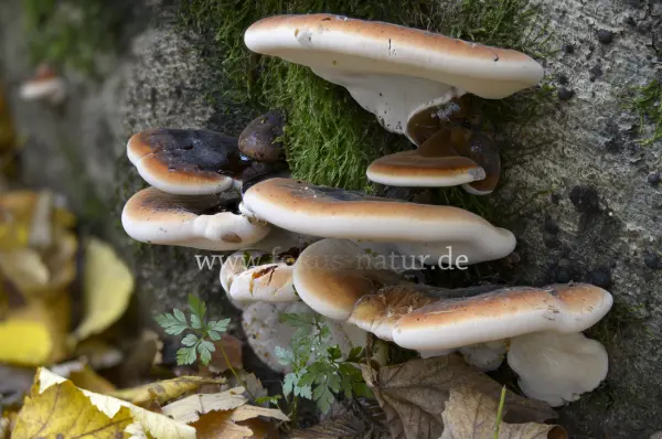 Fokus-Natur Bild
