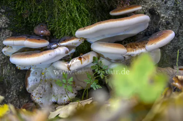 Fokus-Natur Bild