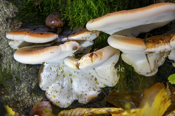 Fokus-Natur Bild