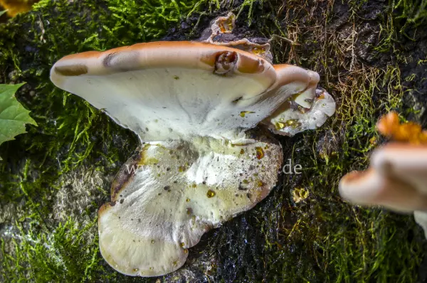 Fokus-Natur Bild