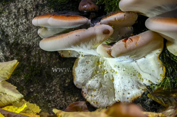 Fokus-Natur Bild
