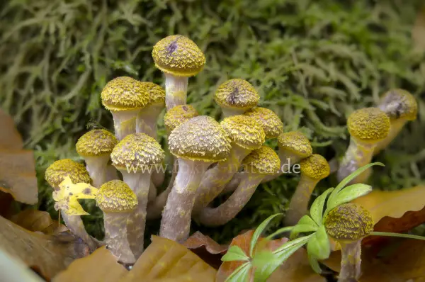 Fokus-Natur Bild