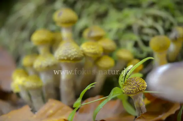 Fokus-Natur Bild