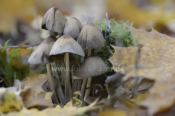Fokus-Natur Bild