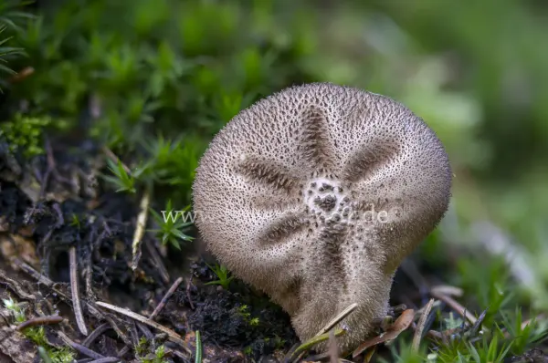Fokus-Natur Bild