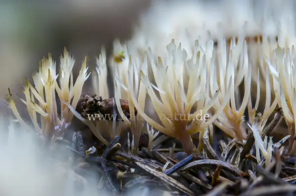 Fokus-Natur Bild