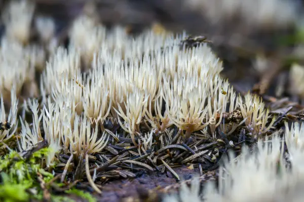 Fokus-Natur Bild