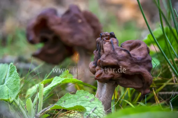 Fokus-Natur Bild