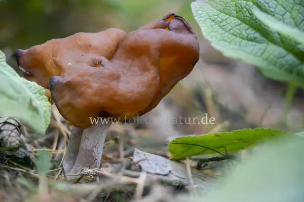 Fokus-Natur Bild