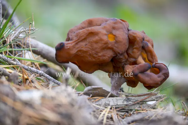Fokus-Natur Bild